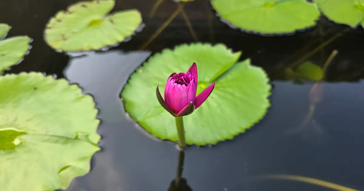 연꽃사진